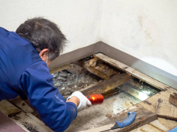 Best Black Mold Removal  in Thatcher, AZ