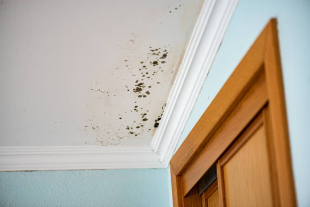 Best Emergency Mold Removal  in Thatcher, AZ