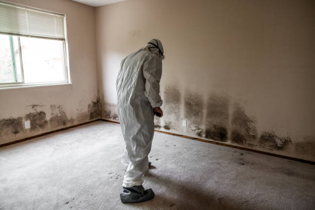 Best Office Mold Removal Services  in Thatcher, AZ