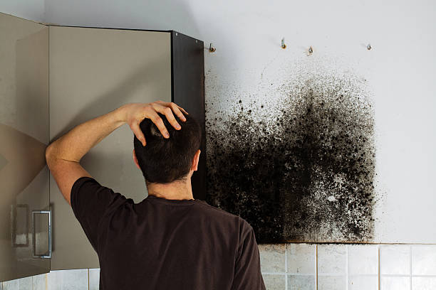 Home Mold Removal in Thatcher, AZ