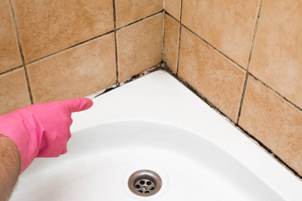 Best Toxic Mold Removal  in Thatcher, AZ